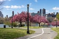 Empty Trail with Pink Flowering Crabapple Trees during Spring at Rainey Park in Astoria Queens New York Royalty Free Stock Photo