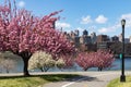 Empty Trails with Pink Flowering Crabapple Trees during Spring at Rainey Park in Astoria Queens New York