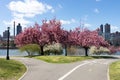 Empty Trails with Pink Flowering Crabapple Trees during Spring at Rainey Park in Astoria Queens New York