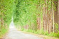 Empty and tranquil dirt road, beautiful shape of eucalyptus tree line, soft sunlight shines on a long straight dirt road