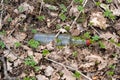 Empty transparent glass bottle with red cap on the ground in forest Royalty Free Stock Photo