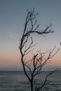 Empty tree branches against the background with a clear evening sky and ocean