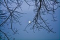 Empty tree branches against the background of the moon with a clear evening sky in winter