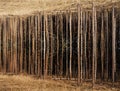 Empty tree trunks grow from the ground into the ground. Futuristic image