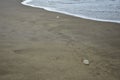 Empty turtle eggs on the most popular beaches of Mar del Plata City. Argentina