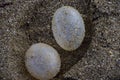 Empty turtle eggs on the most popular beaches of Mar del Plata City. Argentina