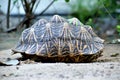 Empty turtle shell in the garden Royalty Free Stock Photo