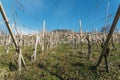 Empty vineyards in Valtellina wine growing region of Lombardy, Italy during winter