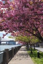 Empty Walkway with Beautiful Pink Cherry Blossom Trees during Spring on Roosevelt Island with the Queensboro Bridge in New York Ci