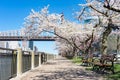 Empty Walkway with White Flowering Cherry Blossom Trees and Benches during Spring on Roosevelt Island in New York City
