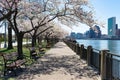 Empty Walkway with White Flowering Cherry Blossom Trees and Benches during Spring on Roosevelt Island in New York City