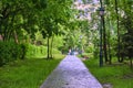 empty walkway in the park general plan color Royalty Free Stock Photo