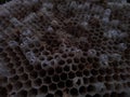 Empty Wasp nest close-up view Royalty Free Stock Photo