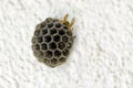 Empty wasps` nest against a white wall Royalty Free Stock Photo