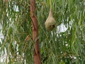 Empty weaver bird nest on banana tree in outdoor farm