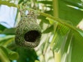 Empty weaver bird nest made by dry grass or straw on banana tree in outdoor farm