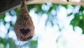 Empty weaver bird nest with blurred bokeh green leaves tree background and copy space Royalty Free Stock Photo