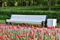 Empty white bench and red tulips Royalty Free Stock Photo