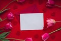 Empty white envelope copy space for your text or design with beautiful pink tulip bouquet on red background. Red small Royalty Free Stock Photo