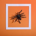 Empty white frame with scary black spider on orange paper. Halloween background layout.