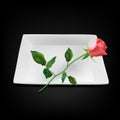 Empty white square plate with red rose Royalty Free Stock Photo