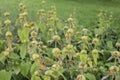 The empty whorls of wilted phlomis russeliana