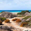 Empty wild beach on the Aegean coast with colorful bushes in the foreground. Unusual space seascape