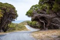 Winding road lined with old crooked tea trees and bush on Rottnest Island, Western Australia Royalty Free Stock Photo