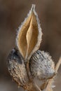 Empty winter milkweed pod