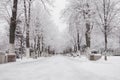 An empty winter road in the Park Royalty Free Stock Photo