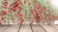 Empty wood on cherry tomatoes garden background