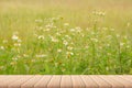 Empty wood plank table top with white daisy flowers with blur background - For product display. Royalty Free Stock Photo