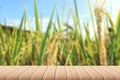 Empty wood plank table top with yellow Rice husk or grains with blur background. Royalty Free Stock Photo