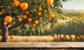 Empty wood table with free space over orange trees Royalty Free Stock Photo