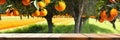 Empty wood table with free space over orange trees Royalty Free Stock Photo