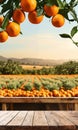 Empty wood table with free space over orange trees Royalty Free Stock Photo