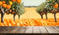Empty wood table with free space over orange trees Royalty Free Stock Photo