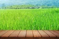 Empty wood table top on blur abstract green from paddy field background Royalty Free Stock Photo