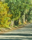 Wooded Avenue, Barreal Village, San Juan Province, Argentina