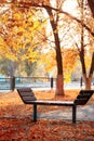 An empty wooden bench in a park without people in October September among yellow orange fallen autumn foliage under a tree on an a Royalty Free Stock Photo