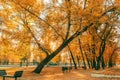 An empty wooden bench in a park without people in October September among yellow orange fallen autumn foliage under a tree on anAn Royalty Free Stock Photo