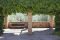 Empty wooden bench, park style behind ivy arch Hedera helix, Magnoliophyta, Magnoliopsida