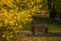 Empty wooden bench in a park surrounded with yellow leaves Royalty Free Stock Photo