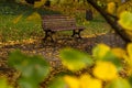 Empty wooden bench in a park surrounded with yellow leaves in Prague Royalty Free Stock Photo