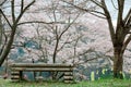 An empty wooden bench under pink sakura blossoms Cherry Trees on a green grassy hill in Miyasumi Park, Okayama, Japan Royalty Free Stock Photo