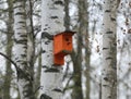 An empty wooden birdhouse on a birch tree in the garden in autumn