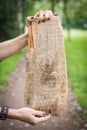 Empty wooden board background hold by woman hand. Template mock