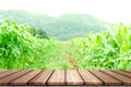 Empty Wooden board top table in front of blurred corn field background. Perspective wood in blurred green corn farm background for