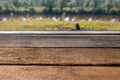 Empty wooden deck table with foliage bokeh background. Ready for product display montage. Royalty Free Stock Photo