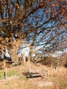 Empty wooden park bench autumn trees trunks no people Royalty Free Stock Photo